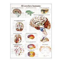 Anatomy Chart: Human Brain